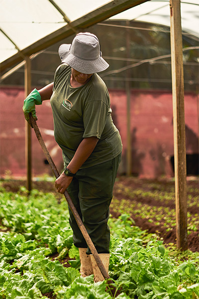 Plantação no rancho