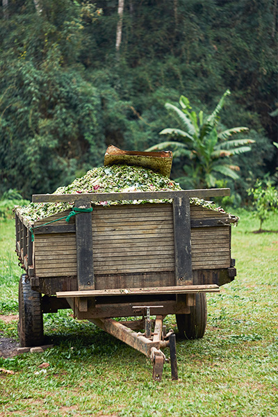 Alimentos do rancho